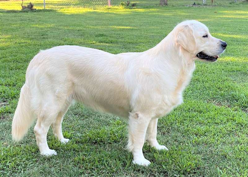 Bella Mae IX
