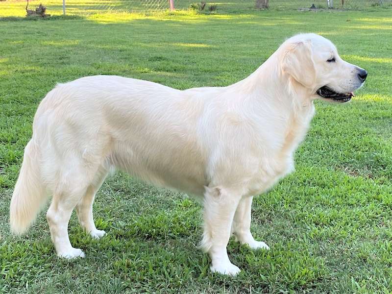 Bella Mae IX