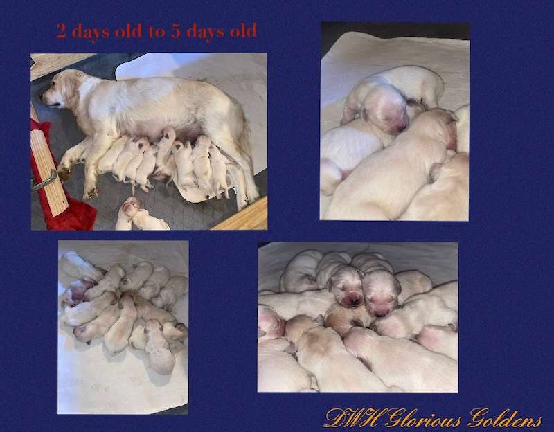 Dixie Pearl and Charles Edward - 5 females - 7 males