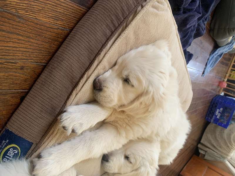 Puppies looking forever homes.