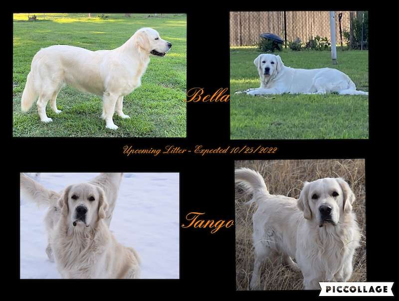 Available Puppies - Born 10/30/2022