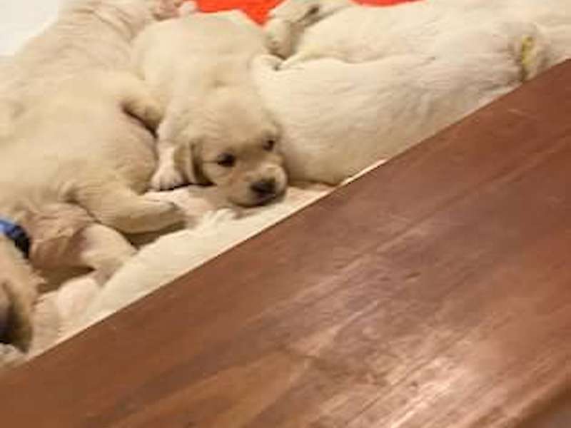 Previous Pups