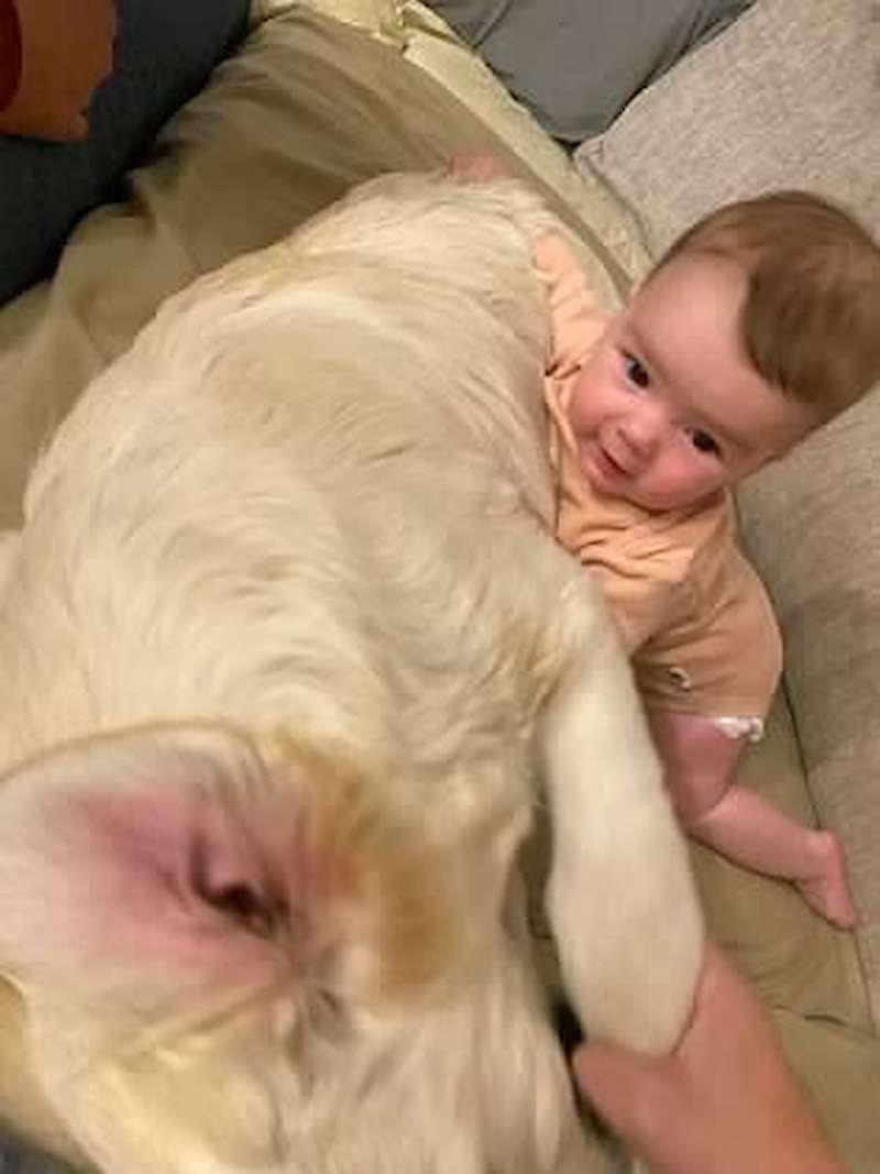 A well socialized Golden is a happy Golden