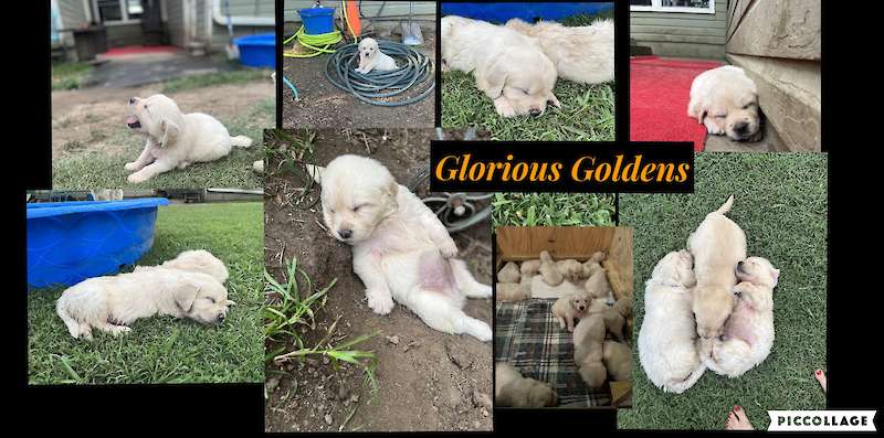 Dixie Pearl and Charlies Edward - 12 puppies - 8 females and 4 boys