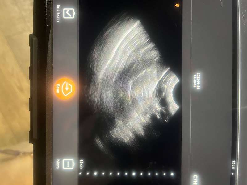 Bella and Tango - Confirmed litter - Expected 10/25/2022