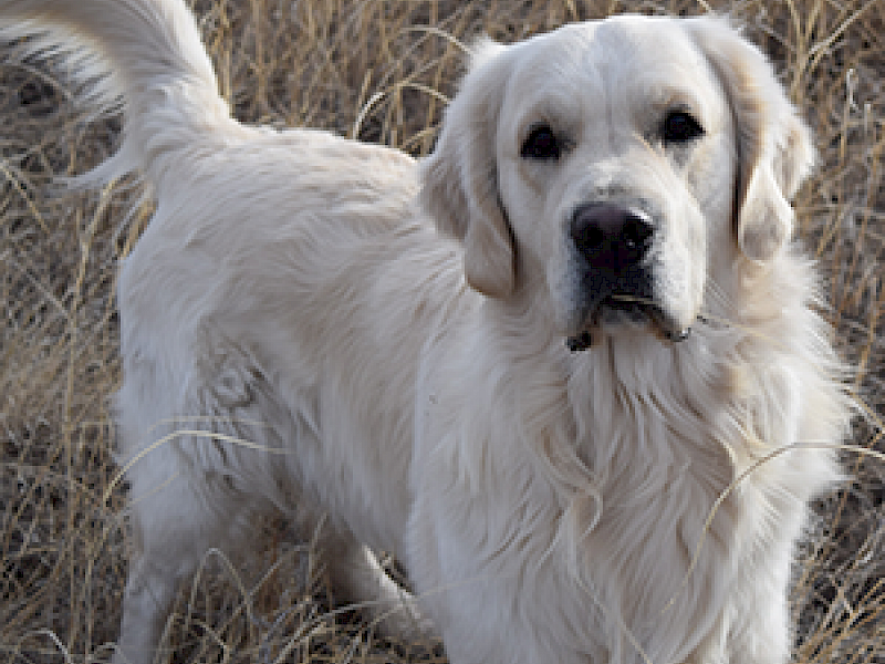 Beaver Creek's It takes two to Tango.