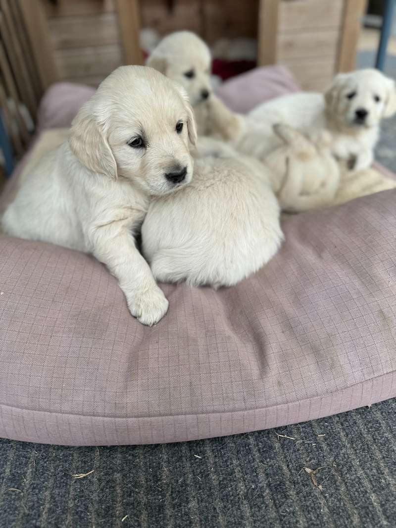 MABEL AND AMOS 2 females available