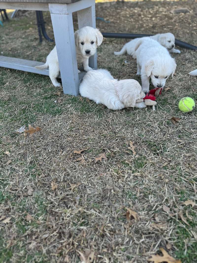 Mabel and Amos
