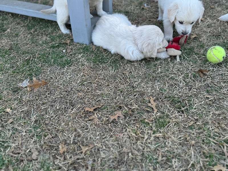 Mabel and Amos