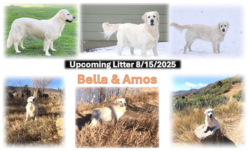 BELLA and AMOS Upcoming Litter