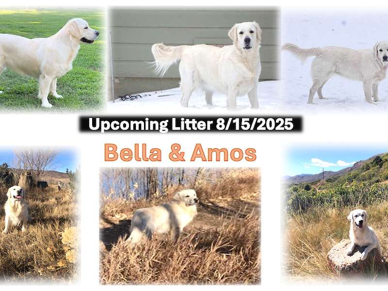BELLA and AMOS Upcoming Litter